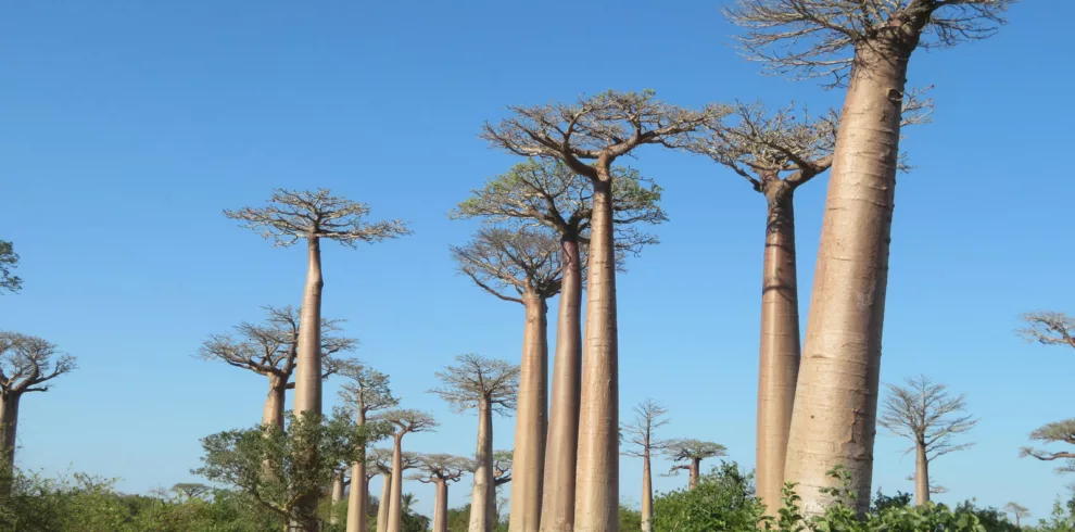 canva-majestic-baobabs-lining-a-dusty-road-in-madagascar-MAGonof6s5s