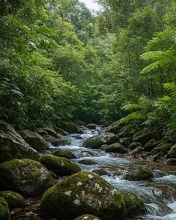 Masoala,_Madagascar